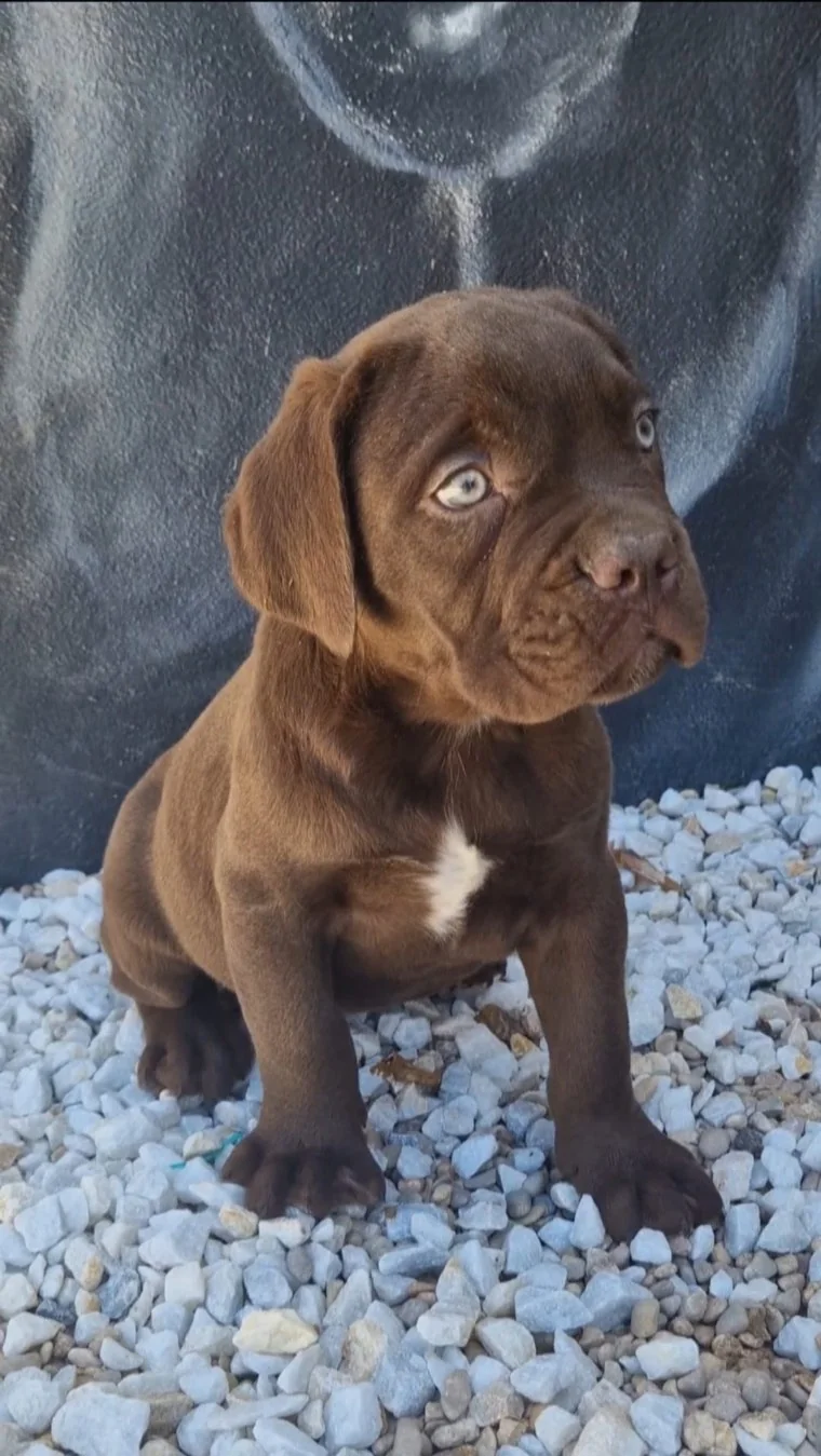 Cachorro Cane Corso sentado