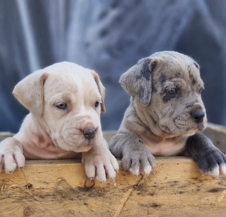 Cachorro Cane Corso de antiguos cachorros mirando a cámara