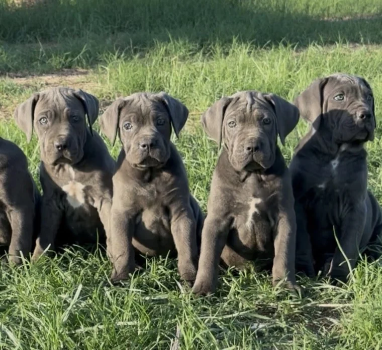 Cachorro Cane Corso criado anteriormente