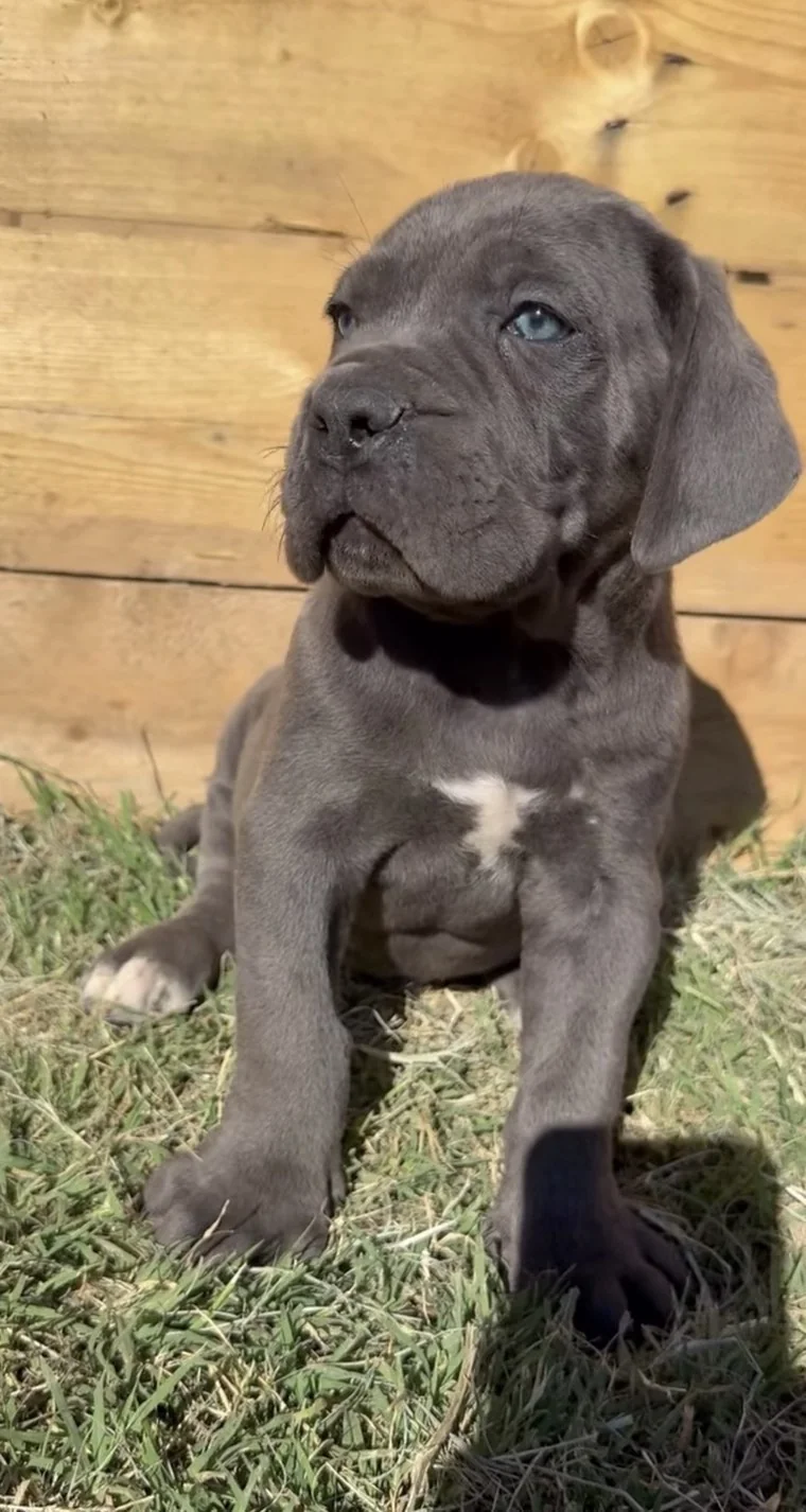 Cachorro Cane Corso de antiguos cachorros