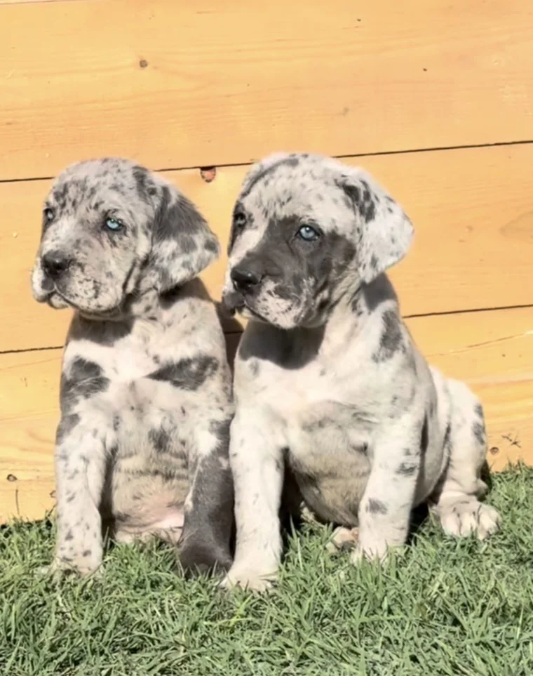 Cachorro Cane Corso en una etapa temprana