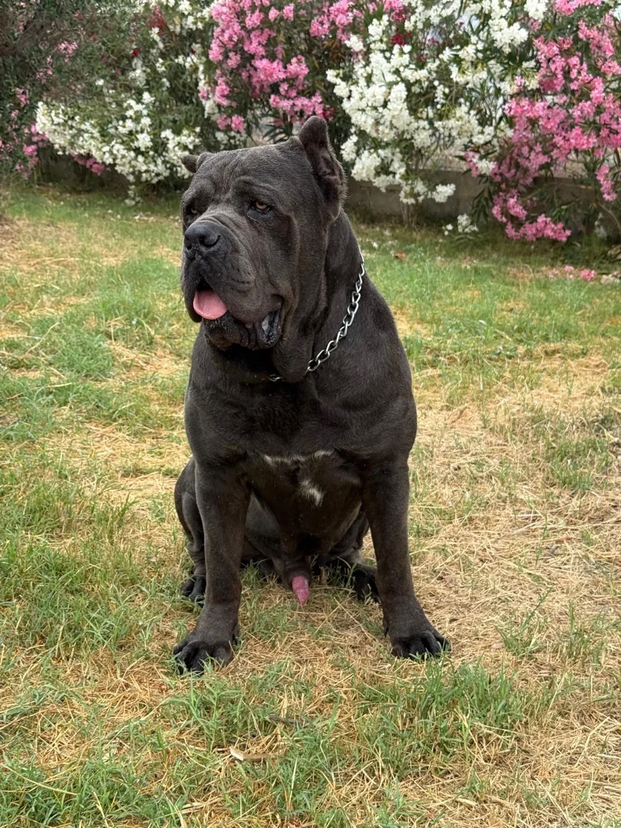 Maximus, macho reproductor Cane Corso
