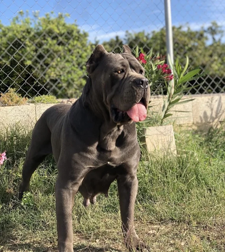 Noa, hembra reproductora Cane Corso
