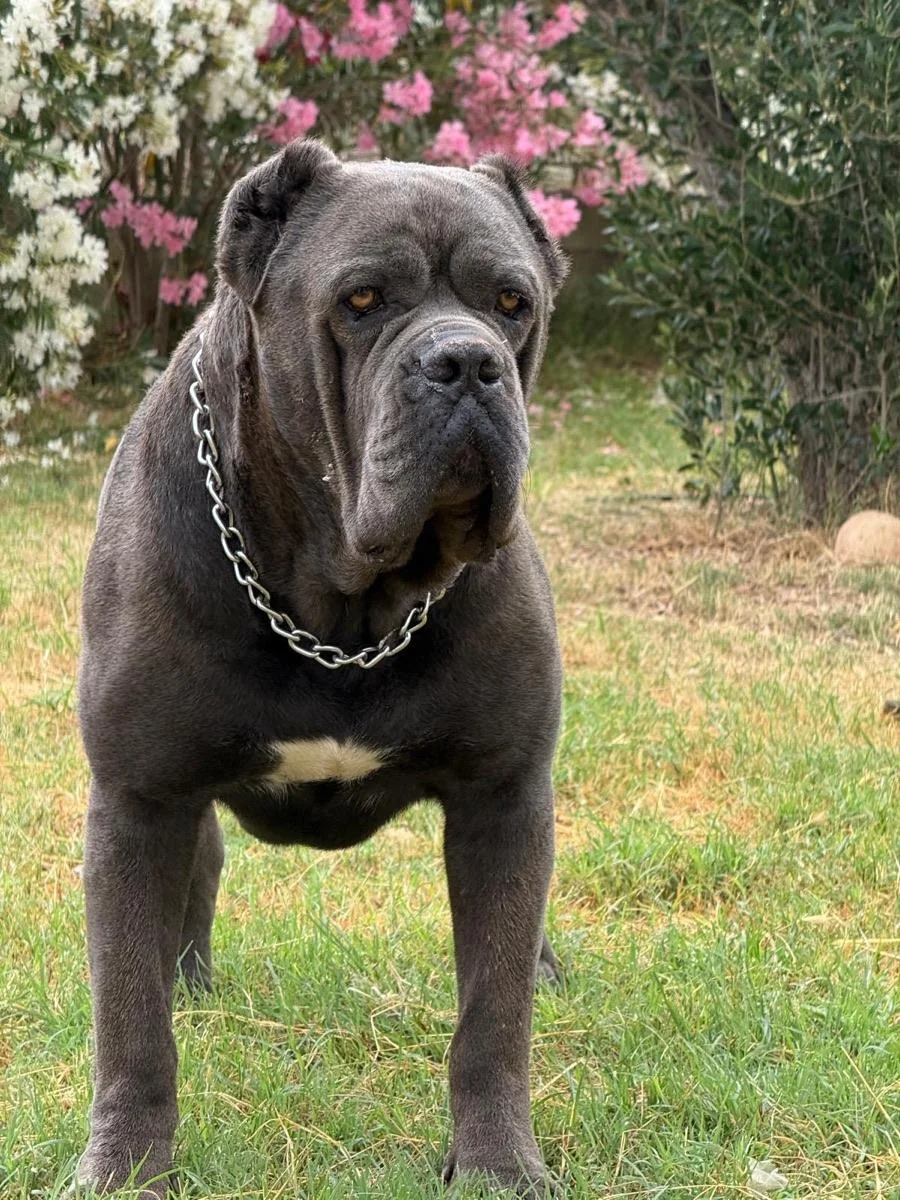 Ruso, macho reproductor Cane Corso