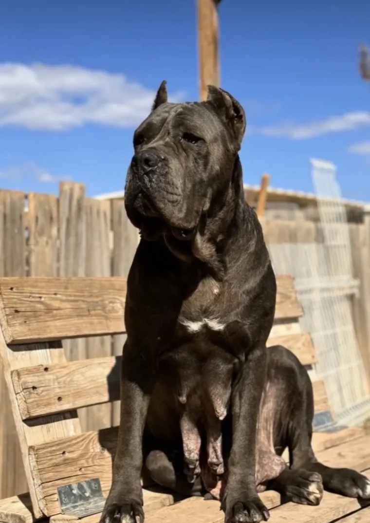 Sena, hembra reproductora Cane Corso