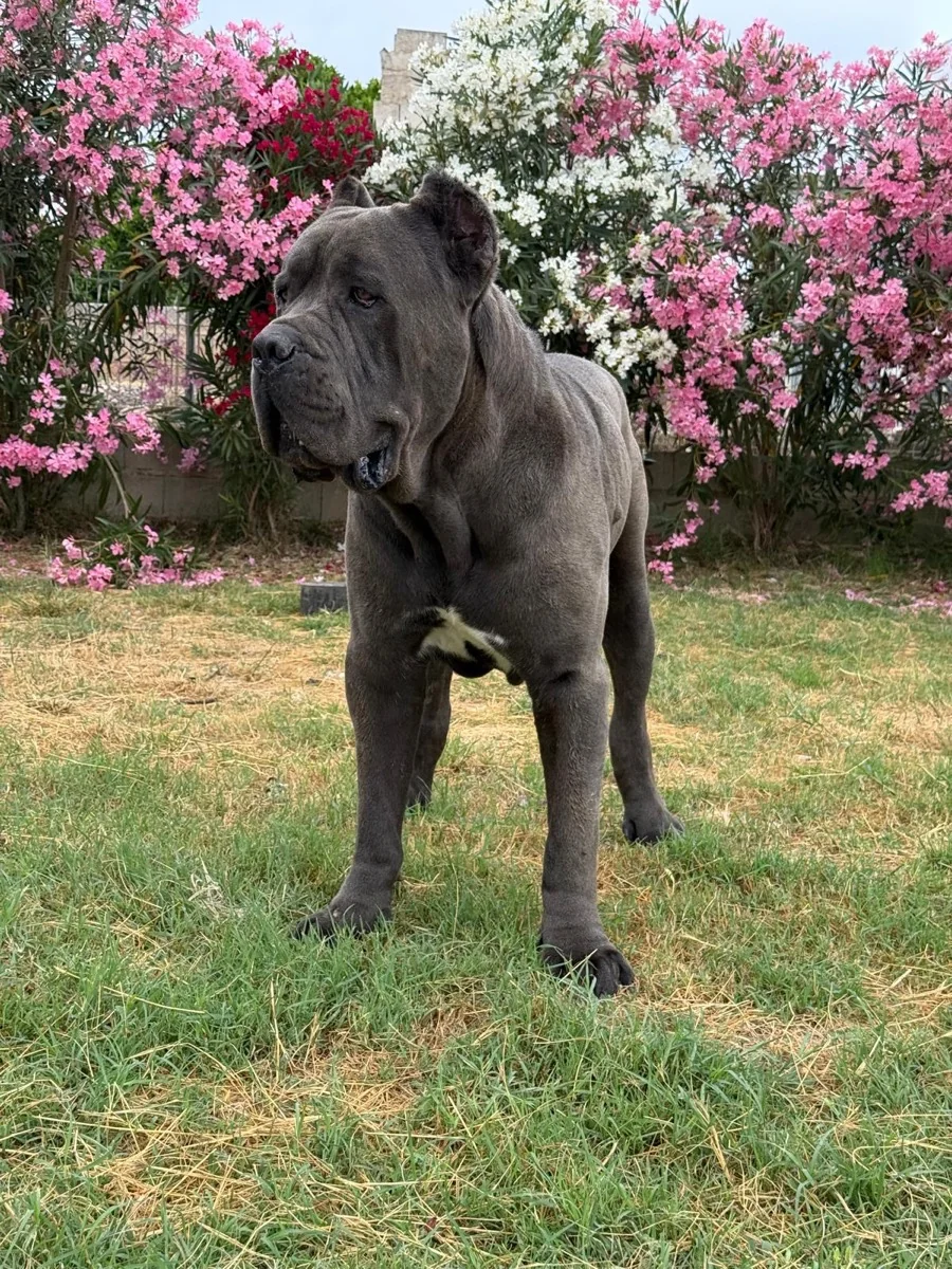 Vaco, macho reproductor Cane Corso